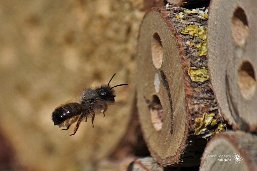 Insekten